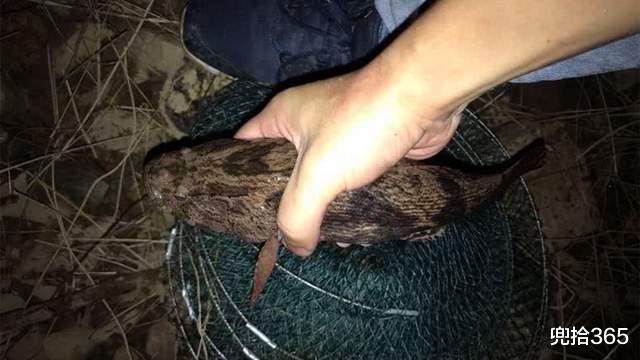 笋壳鱼|四川一男子野钓收获“怪鱼”,本以解密了新物种,真相却哭笑不得