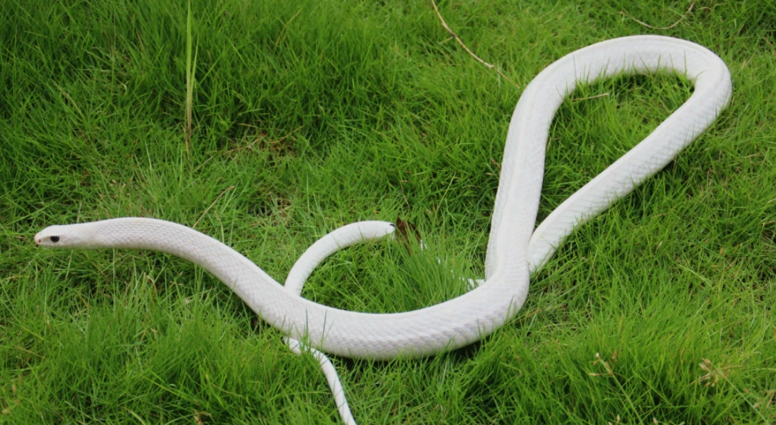  白素贞原型生物分析 最有可能是白变异形成的“白锦蛇”