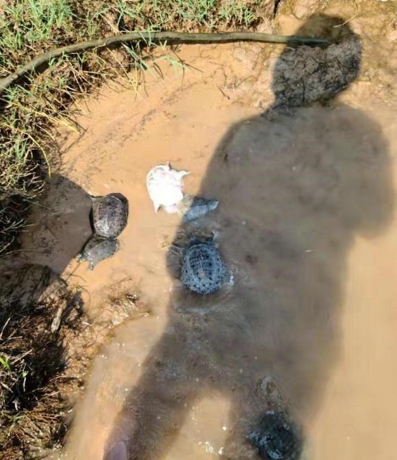 宓孤林|广州一河边大群甲鱼乱游，有人捞了许多，网友：这种甲鱼都敢捞！