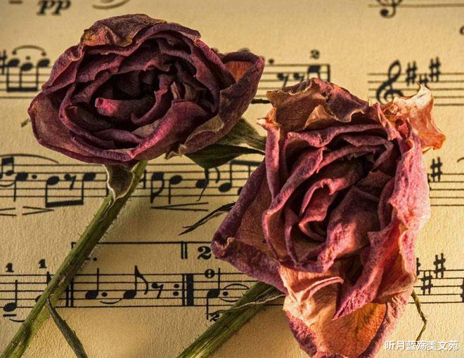 昕月蓝殇美文苑|一转身,一辈子,一回眸,一场醉