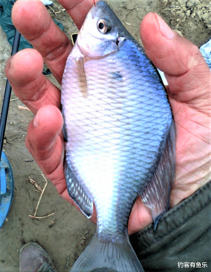 饵料|冬季钓鱼没有开口的鱼？这几种鱼冬天不停口，下竿容易上钩