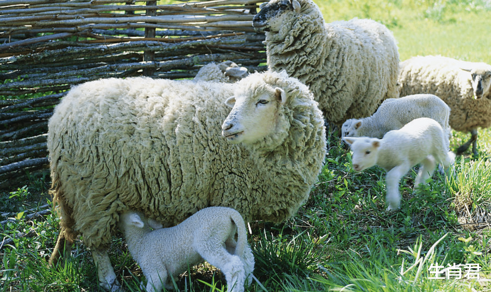 运势|贵人指点领导赏识,属羊人抽到运势上上签,事业红火兴旺