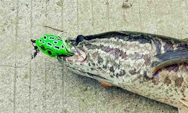 |夏季钓黑鱼4大要素：宜早晚、溜草边、钓草洞、勤行动