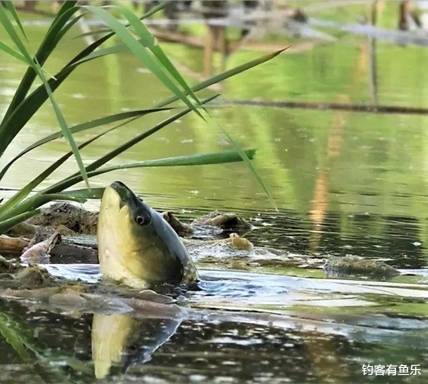 饵料|夏天钓草鱼，掌握简单几点，新手一样连竿