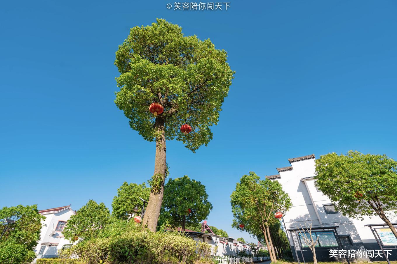 江心洲 安徽有一个地方，藏有许多江心洲岛，一个比一个好玩