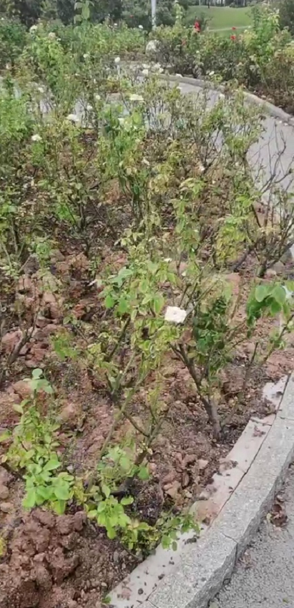  地栽月季突然大面积枯萎，到底是怎么了？