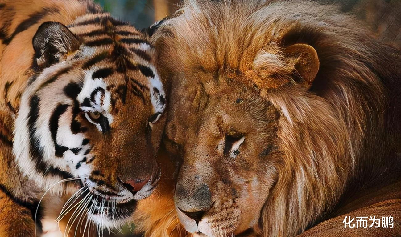 老虎 国王看不起胡人进贡的动物，让人拿去喂虎，谁知老虎却趴着不敢动