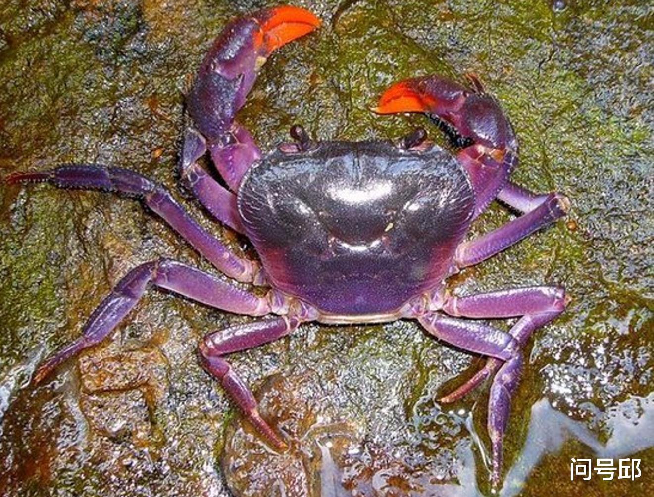 粉色 10种奇怪的螃蟹:有五颜六色的体色,有稀奇古怪的模样