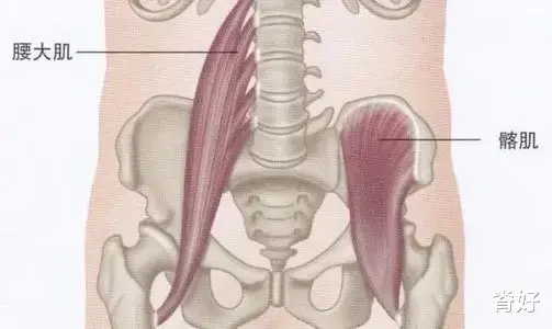 臀部|唤醒和激活“它”，让你跟腰疼说拜拜