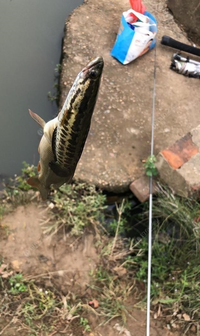 育儿心课堂|夏末秋初野钓只有白条闹?换个思路打龟概率很小