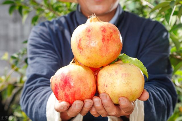 石榴|中老年人秋天多吃这种水果好，粒大籽软纯甜多汁，软化血管没商量