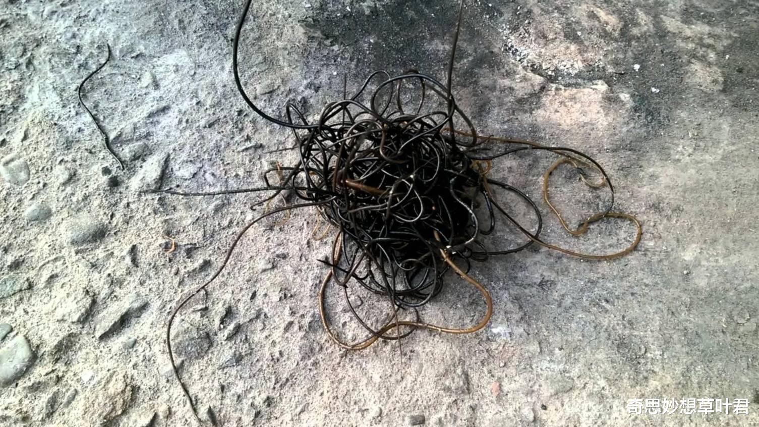 节肢动物 生活中最恐怖的寄生虫，把宿主当傀儡，榨干宿主之后令其自尽！