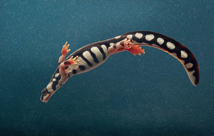 奇闻烩谈 摄影师拍到难得一见的动物，太神奇了，我一种都没见过，大开眼界