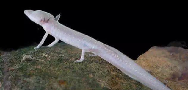 树懒 除12年一次的交配，其它时间都基本静止，它们是地球上最懒的生物