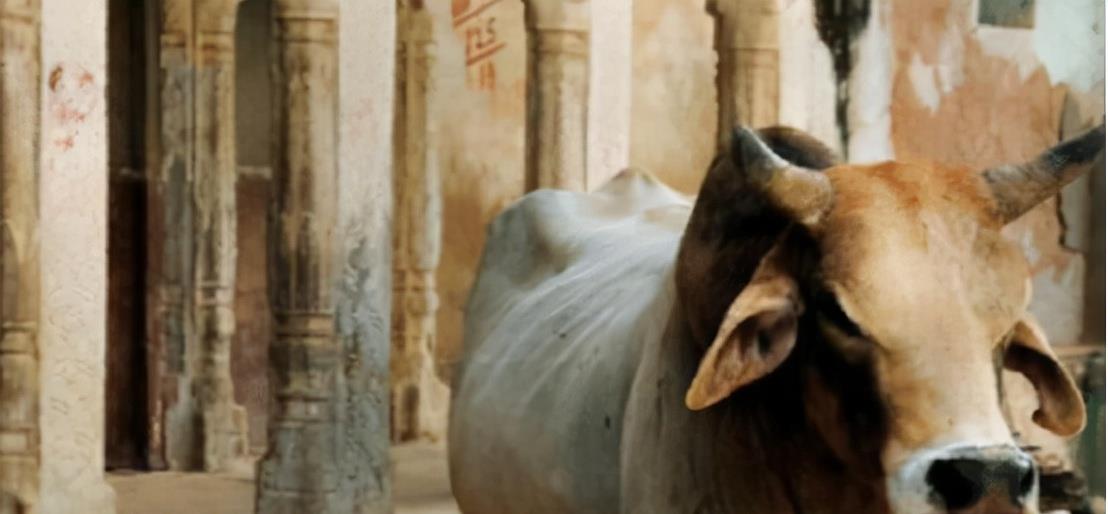 西游东进|印度男子抛妻弃子，用17万与母牛结婚，婚后生活幸福美满？