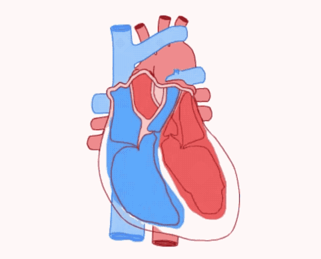 心脏|辅酶Q10强大的功效，远超你的想象