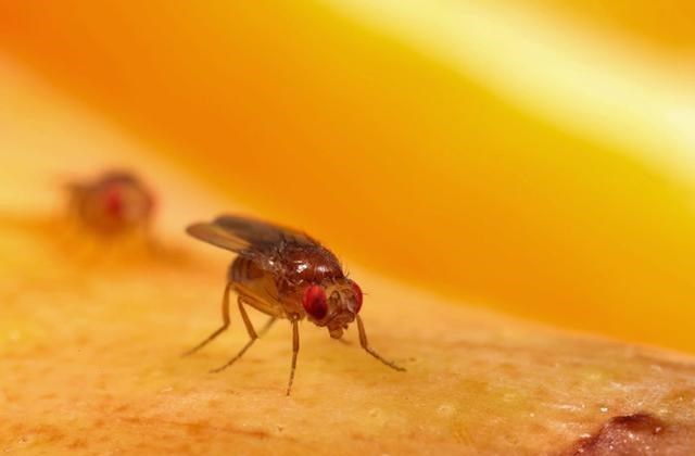 家有二宝育儿|322支！武汉海关查获果蝇卵，部分将羽化为成虫 揭秘果蝇潜在威胁