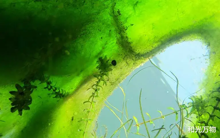 货运 2.52亿年前的大灭绝，微生物将淡水变成“毒汤”，类似现象正在发生！