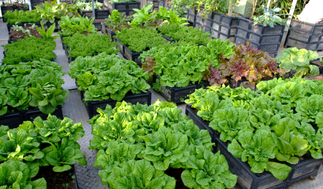 空间站 太空种菜不是梦？神舟十三号发射在即，空间站迎来“秘密武器”