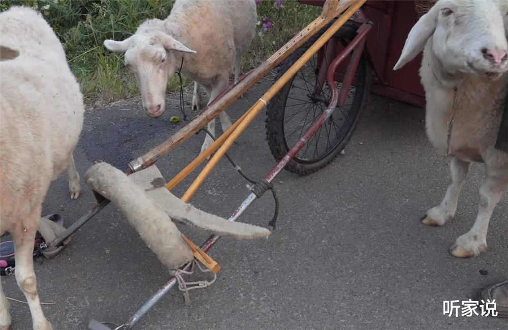 听家说|他住在2㎡破旧三轮车中，养4只羊为伴，边牧羊边流浪转眼已过12年