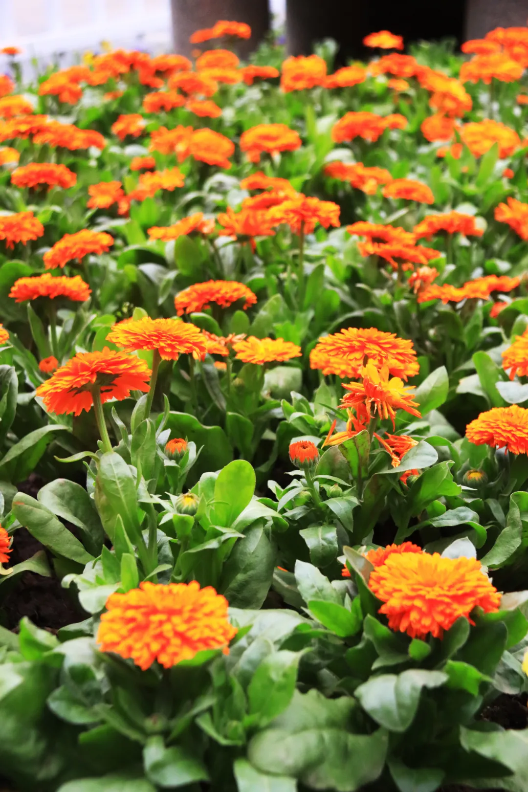 川东周末 因为它们，广安街头颜值爆表！