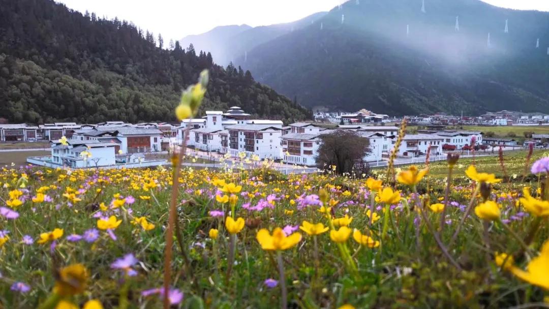 塘栖古镇 收下这份赏花图鉴，走进西藏初夏的梦境
