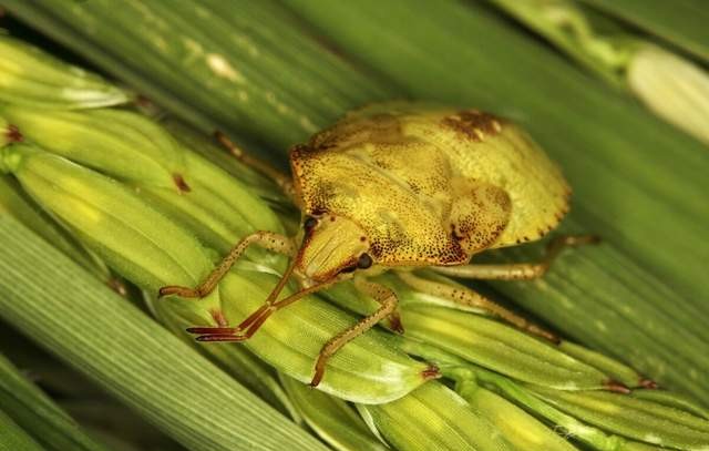 昆虫 除了蝗虫，还有哪些人们喜爱食用的昆虫？