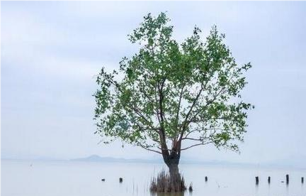 生肖|心理测试：凭感觉选出一张图，看看来世的你会对身边的谁不离不弃