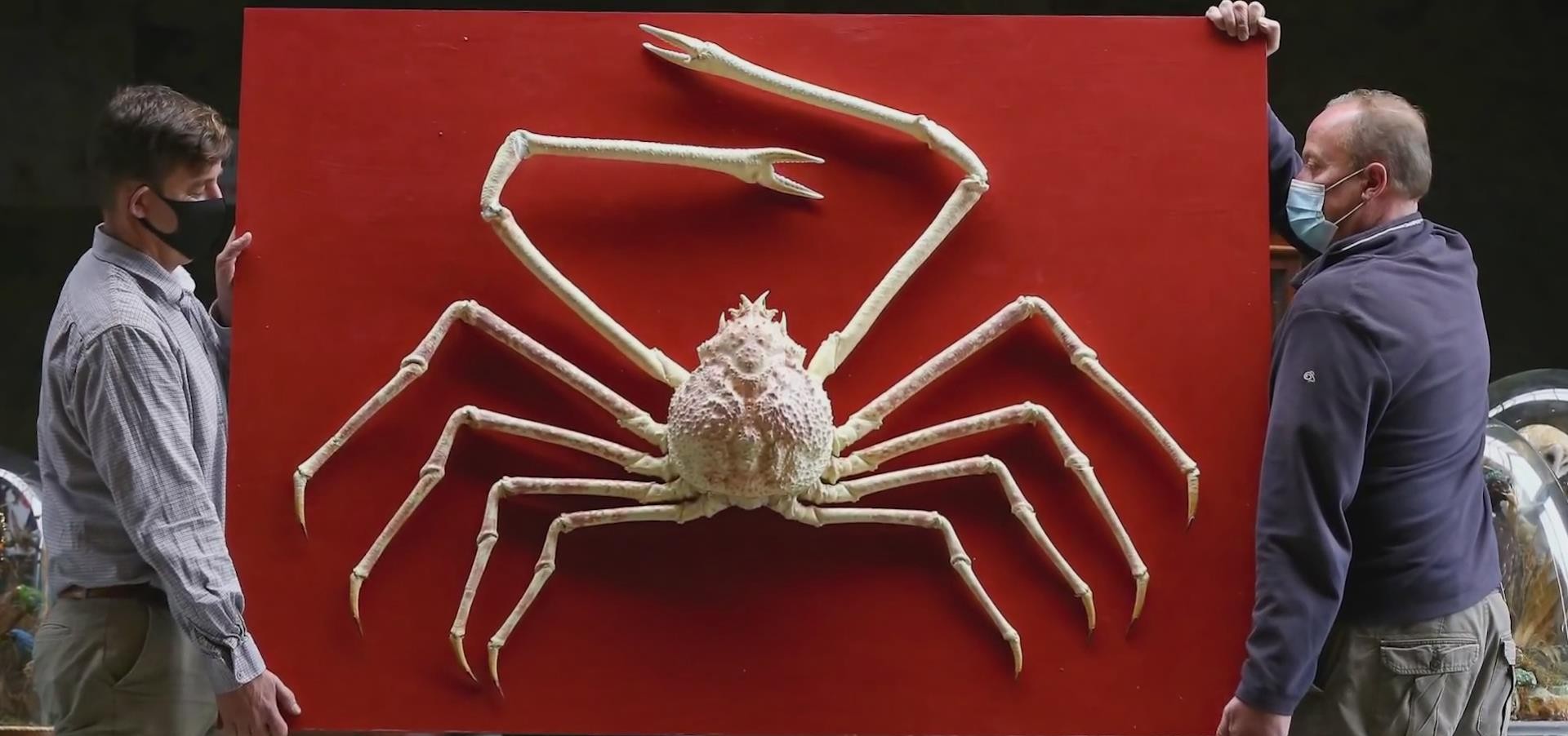 能活到100岁的蜘蛛蟹腿长2米，永不衰老的基因，有帝王蟹两倍大