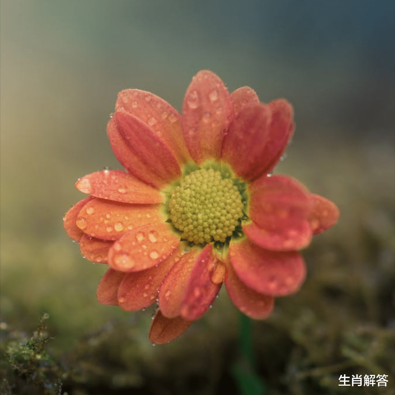 生肖|5月底，知错了，悔改了，认错求和，3大星座回心转意，续写不了情