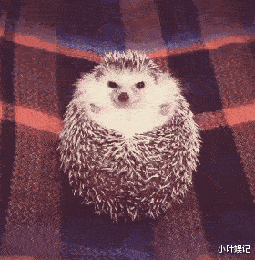 小叶娱记|“女生可以漂亮到什么程度？”评论都是文化人呀～