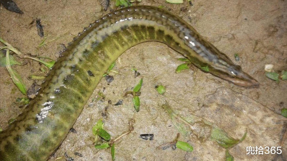 广东省|野钓意外收获“大泥鳅”，背上长倒刺，以前无人问津如今60元一斤