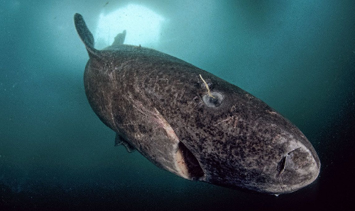 霍金 人类理论上的寿命长达1000岁，剩下的900多岁，又去了哪里？