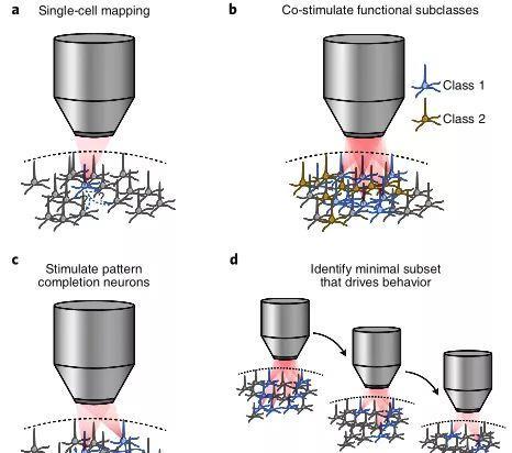 遗传学 重要综述：用双光子全息光遗传学探测神经编码