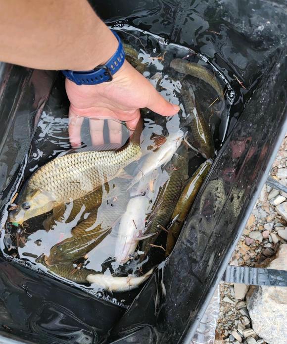 金沙江|一天钓鱼一两百斤?金沙江边上演垂钓狂欢,知情者:放了几十吨鱼