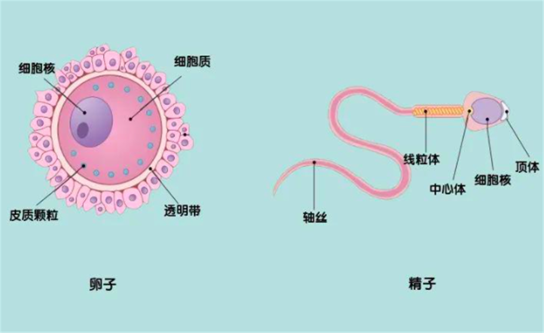 科学家发现:人类卵子对某些人的精子更偏爱,甚至为其“开后门”