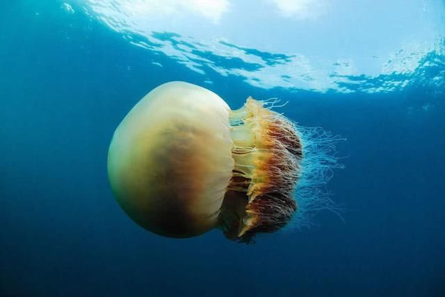 水母 拖垮渔船堵塞核电站，一次产卵10亿颗，海中怪物越前水母究竟有多可怕？