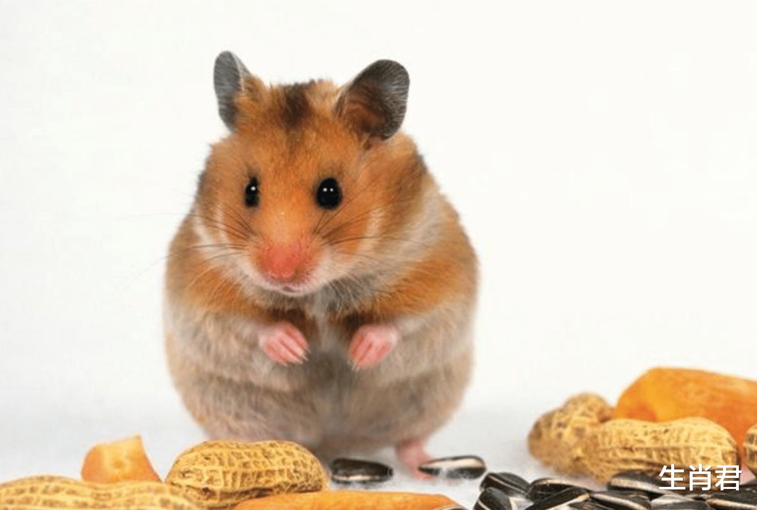 生肖|工作顺利财运旺的5个生肖，和同事相处融洽，与客户合作愉快