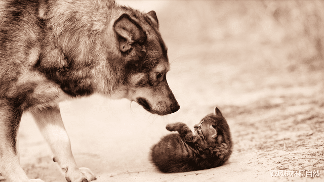 微风执杯聊自然|外公家的土狗,悄悄护送新婚的姨夫数十里,老去的时候偷偷跳了崖