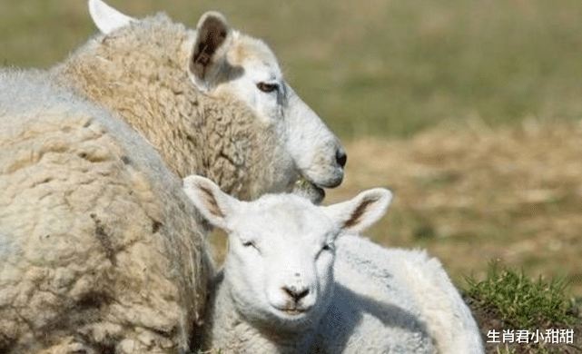 |财神点名属羊人这下有福了,财运加持事事顺利,在职场一飞冲天