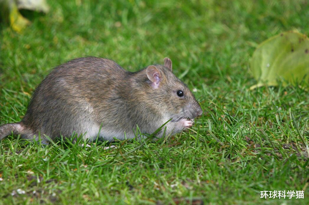 所有老鼠灭绝才好?如灭绝了,对人类有什么多大?你很难相信