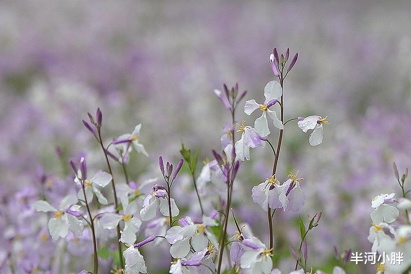 半河小胖 记今年的第一场春雨