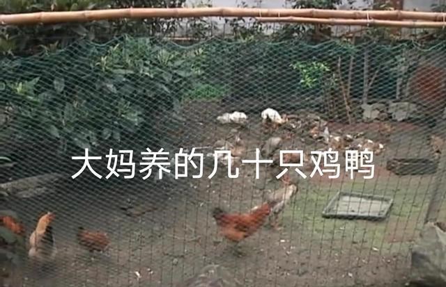 90后宝妈经验|浙江台州: 大妈家门口养鸡,邻居哭诉,粪便不清理半夜三更鸡就叫