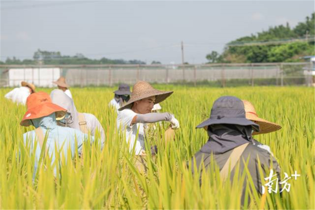 太空育种 旅月“中国天稻”大丰收！太空育种的背后，是2000亿市场
