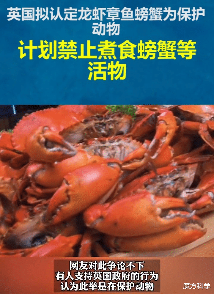 英国|还能吃什么？英国或将禁食龙虾、螃蟹，原因：它们有知觉，会痛