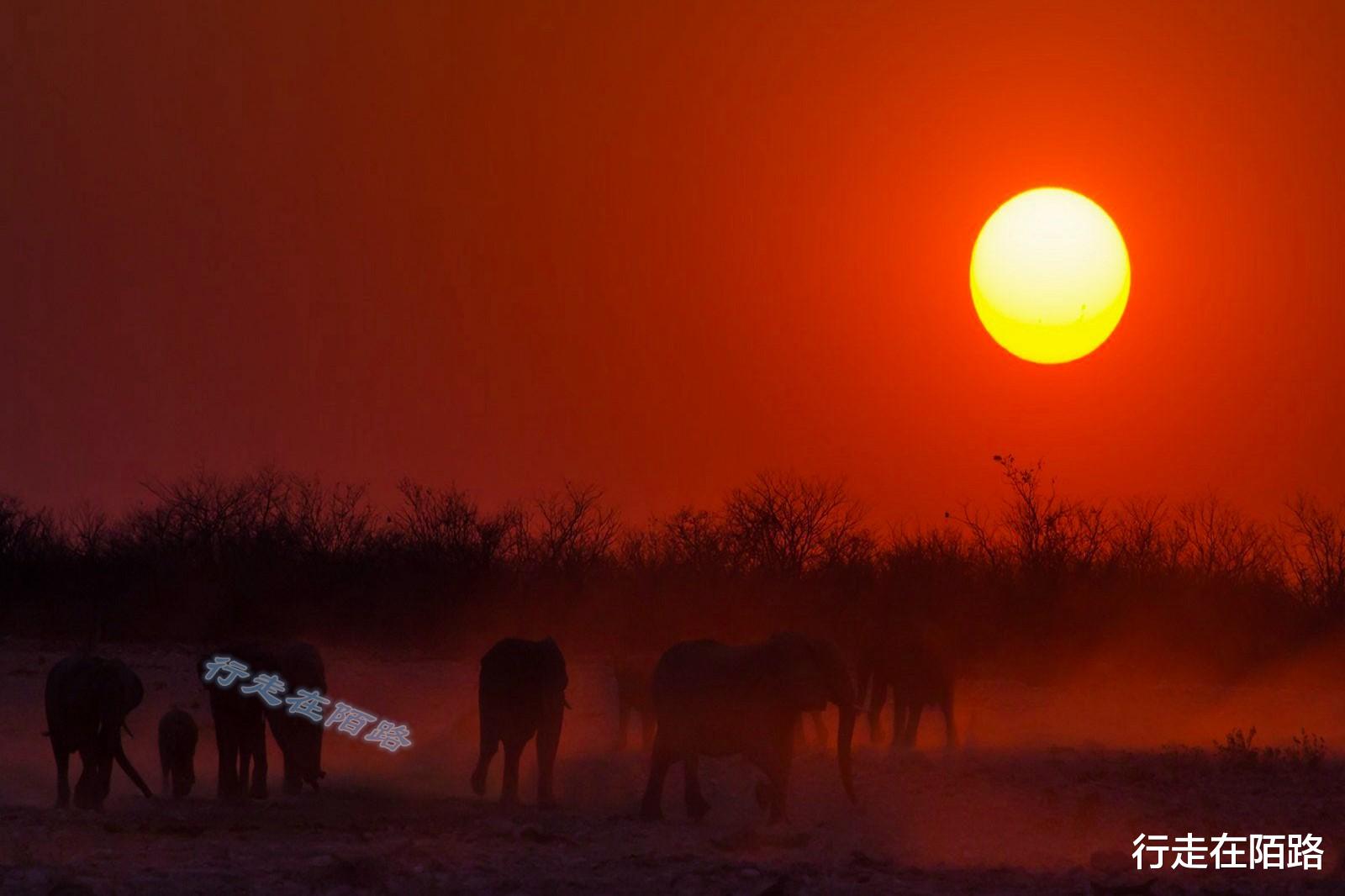 火箭队 “平底锅计划”：中国人远赴非洲治沙，中国游客被特殊照顾