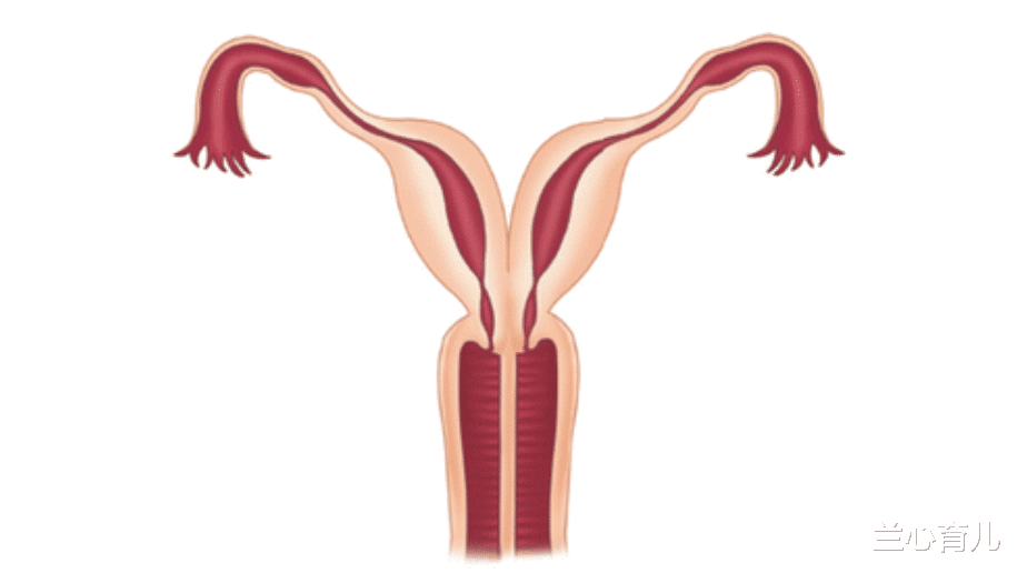 兰心育儿|18岁女孩有2个子宫,2条阴道,还能一边怀孕一边来月经