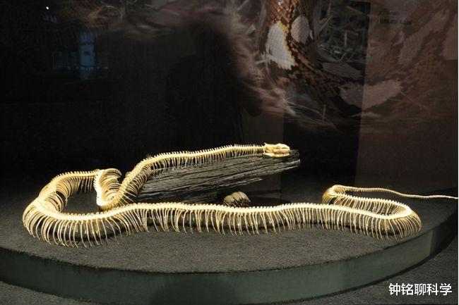蟒蛇 世界上最大的蛇有多大？被长14米的巨蟒吞食，手持匕首能自救吗？