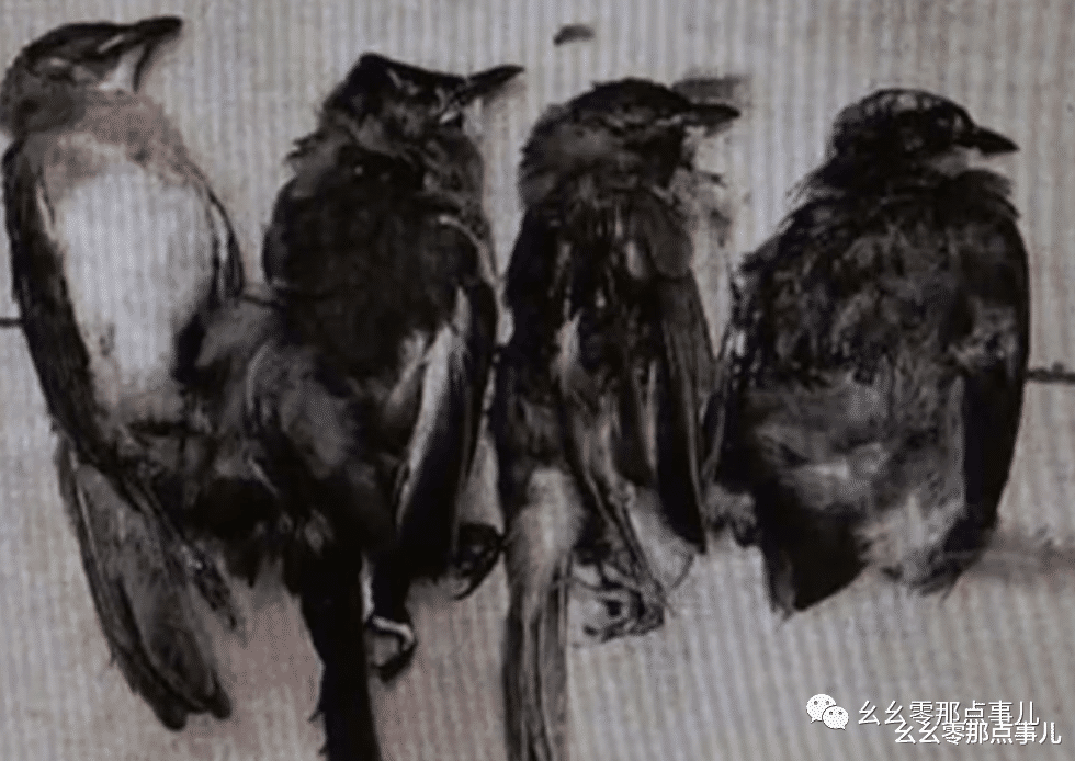 幺幺零那点事儿 麻雀、斑鸠来下酒，弹弓打鸟饱口福！北京三名男子被判刑