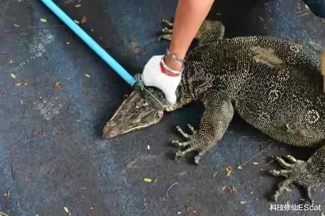 云南 五爪金龙大蜥蜴，消失多年再现云南，据说肉质鲜美可入药，吃绝？